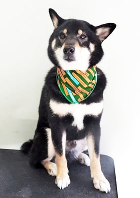 貴島ボタンちゃん