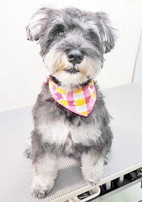 冨永りんちゃん