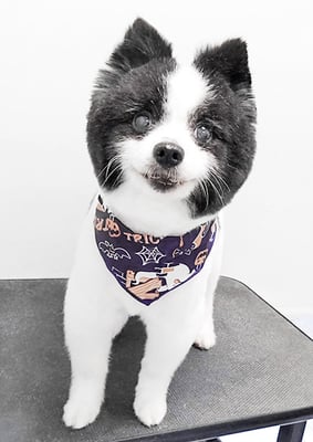 八木マリアンちゃん