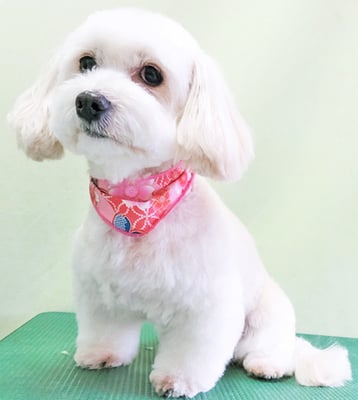 北田みるくちゃん