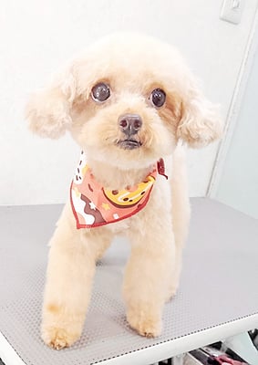 辻チロルちゃん