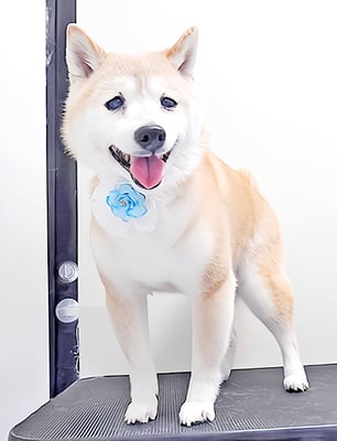 中森ラフちゃん