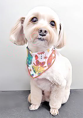 前原クッキーちゃん