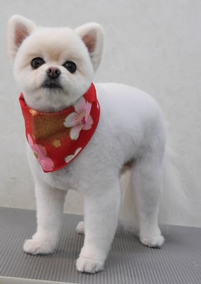 千葉チビちゃん