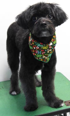 田リヨンちゃん