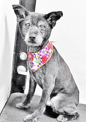 中田タロウちゃん