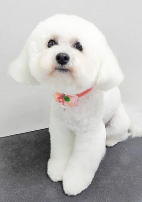 前村ゆきちゃん