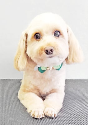 前原クッキーちゃん