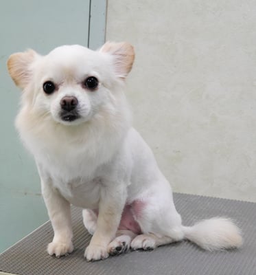 森崎ヒメちゃん