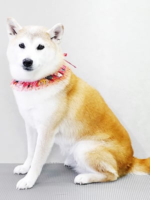 川﨑すももちゃん