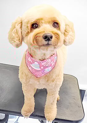 玉利ココちゃん