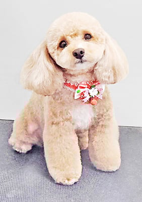 丸山小琴ちゃん