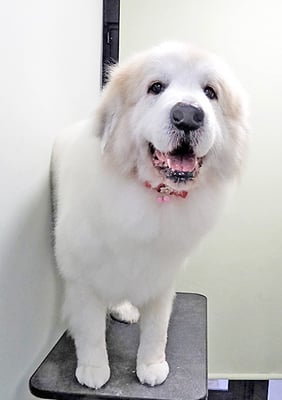 田代メイちゃん