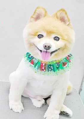 中間小次郎ちゃん