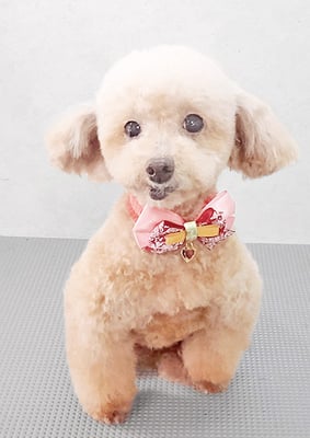 福田ダイアリーちゃん