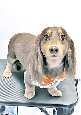 竪山チョコちゃん