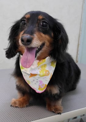 山下マルチョンちゃん