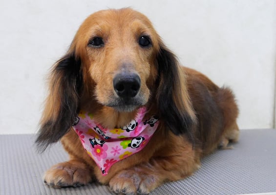 下唐湊モモちゃん