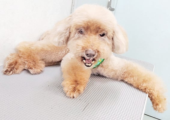 米澤ミントちゃん