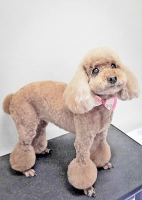 新山モモちゃん