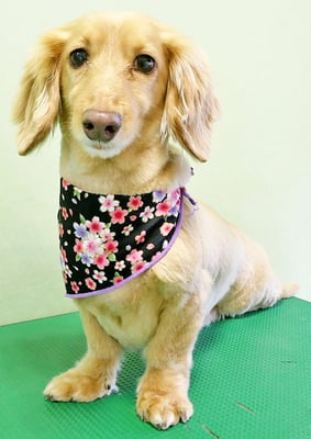 片山マルルちゃん