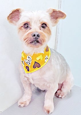 山口ポンズちゃん