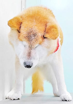 瀧川カルちゃん