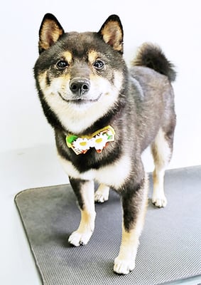 中野めらんちゃん