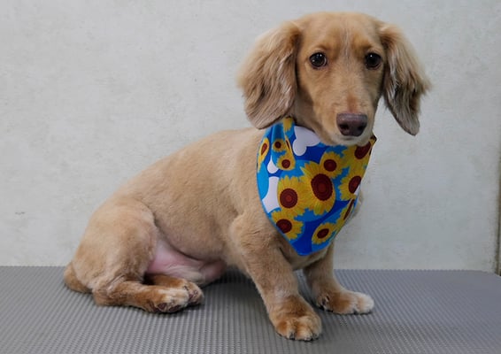 片山マルルちゃん