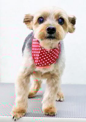 中野ルパンちゃん