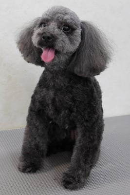 森崎ラブちゃん