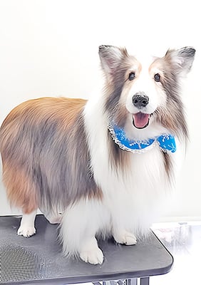 前野レオンちゃん