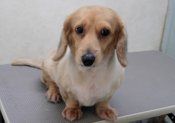 西山アニーちゃん