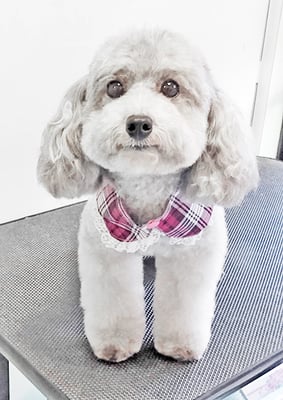 田中ロビンちゃん