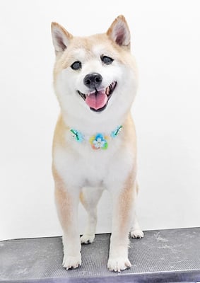 中森ラフちゃん