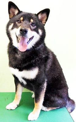 貴島ボタンちゃん