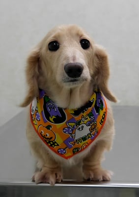 鳥越ハッピーちゃん