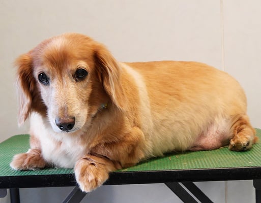 別府リンちゃん