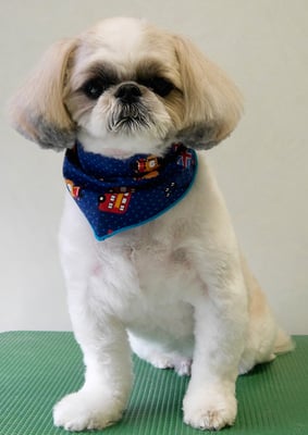 飯田シシマルちゃん