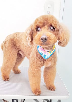 佐々木マルちゃん