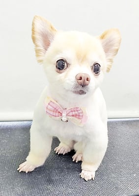 作島うみちゃん