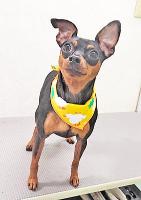 宮下ティノちゃん