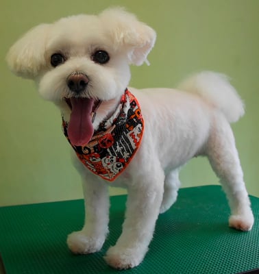 中島フワリちゃん