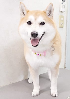 小村ゆずちゃん