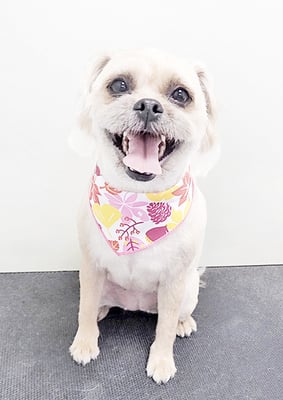 徳田きなこちゃん