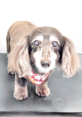 青野チャチャちゃん