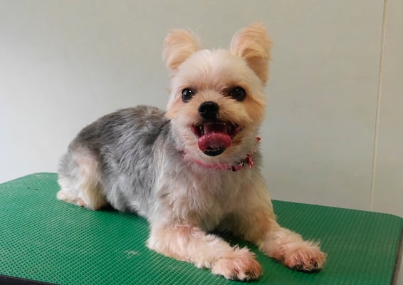 岡元ベリーちゃん