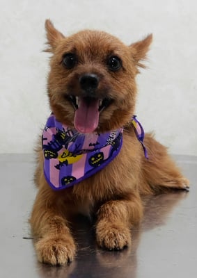 助村ルウちゃん