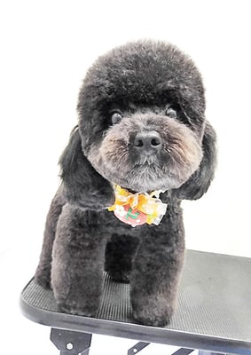 南雲ポロちゃん