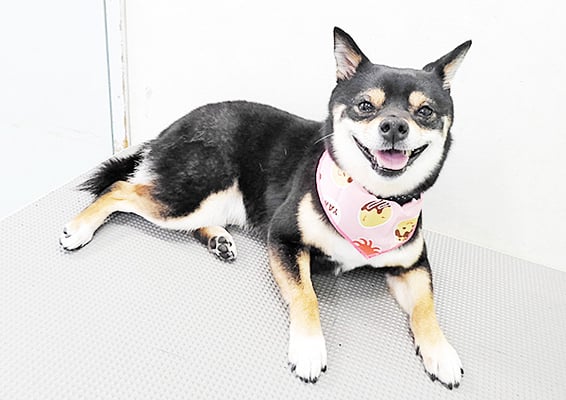 中尾あんずちゃん